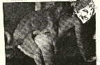 The Gynecologists cover image